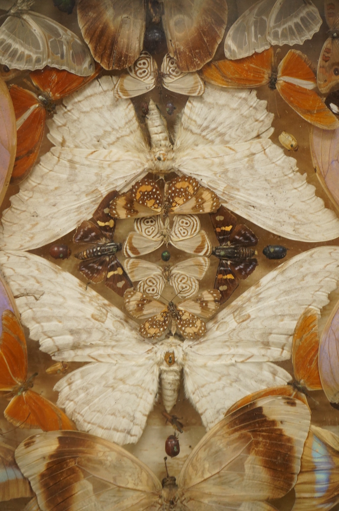 A Victorian taxidermy butterfly, moth and beetle display, contained within a shallow gilt framed cabinet, 52cm wide, 41.5cm high, 8cm deep